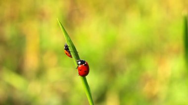 ladybugs çimenlerin üzerinde