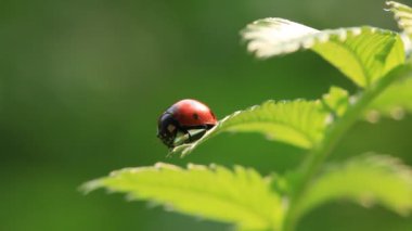 Yaprağın üzerinde uğur böceği