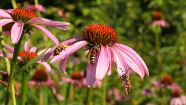 Çiçekler arıları — Stok video