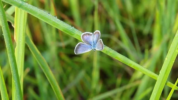 Butterfly on green grass — Stock Video