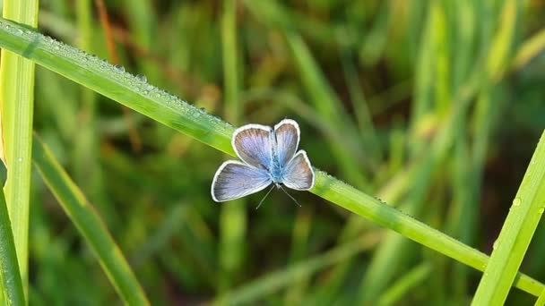 motýl na zelené trávě