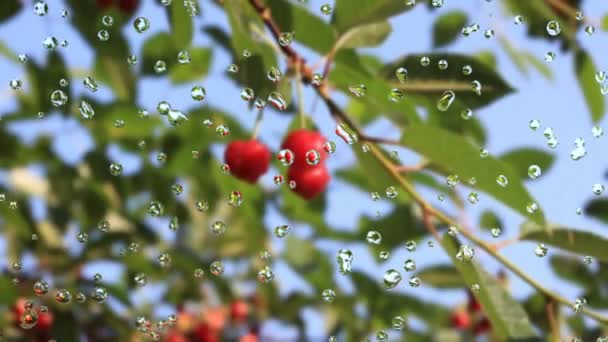 Red cherries — Stock Video