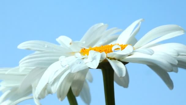 Camomilla bianca — Video Stock