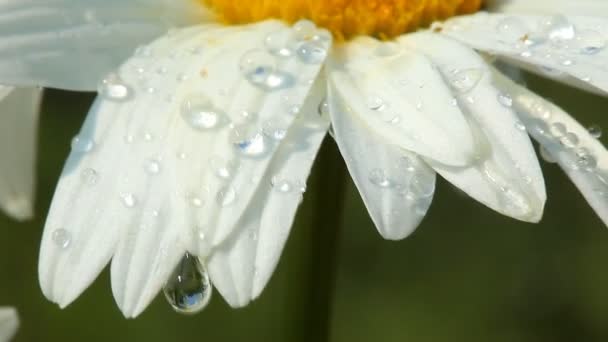 白色洋甘菊 — 图库视频影像