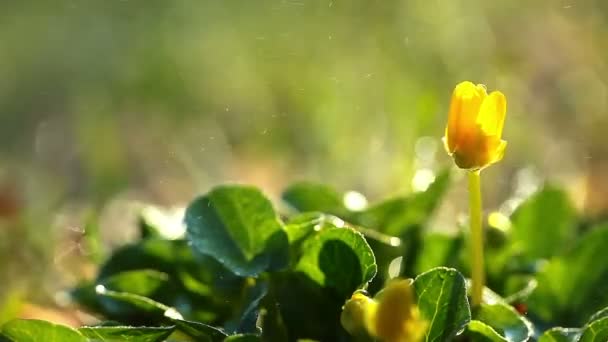 Весна жовта квітка — стокове відео