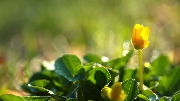 Primavera flor amarela — Vídeo de Stock