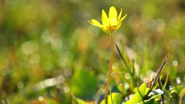 Spring yellow flower — Stock Video