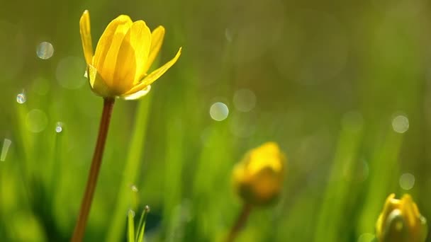 Primavera flor amarela — Vídeo de Stock