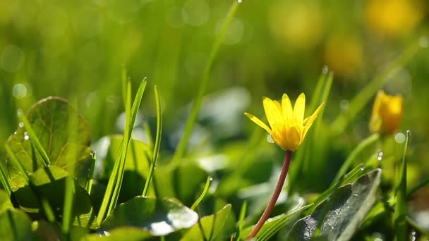 Primavera flor amarilla — Vídeo de stock