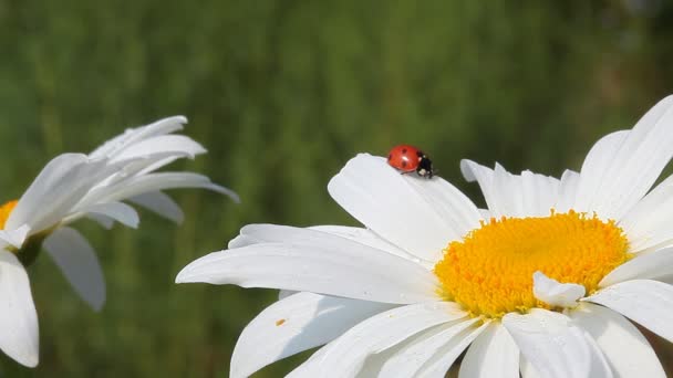 Camomilla e coccinella — Video Stock