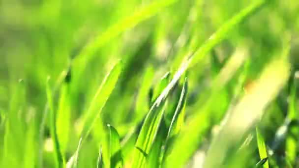 Grönt gräs — Stockvideo