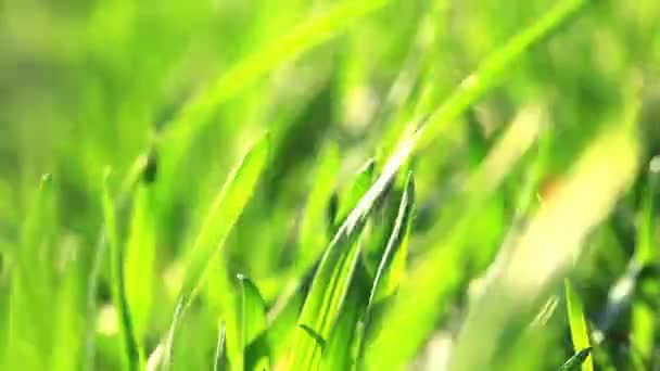 Herbe verte