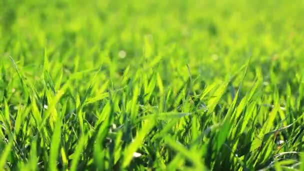 緑の草 — ストック動画