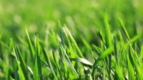 Herbe verte