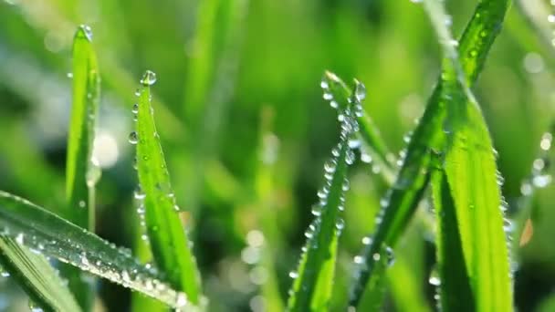 Herbe verte
