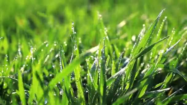 Herbe verte