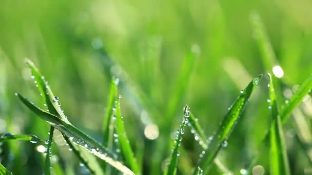 Herbe verte
