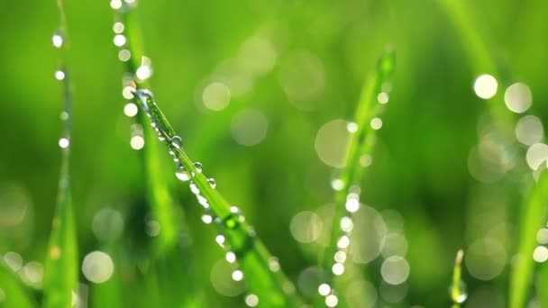 Herbe verte
