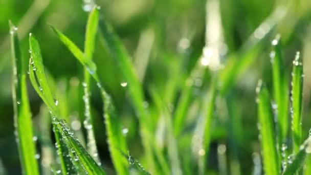 Herbe verte