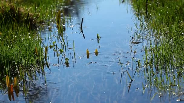 Вода из озера — стоковое видео