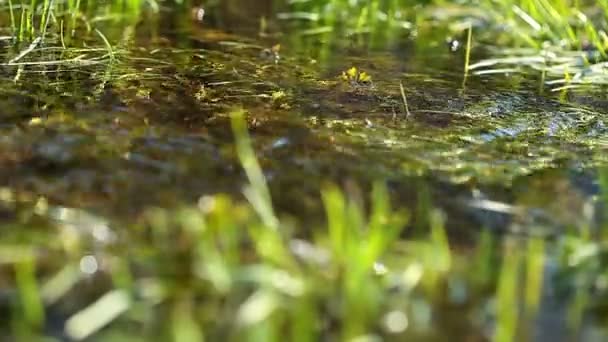 Göl creek — Stok video
