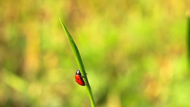 Ladybugs στη χλόη — Αρχείο Βίντεο