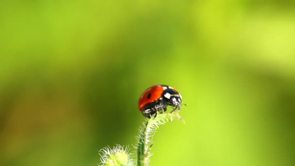 coccinelle sur la feuille