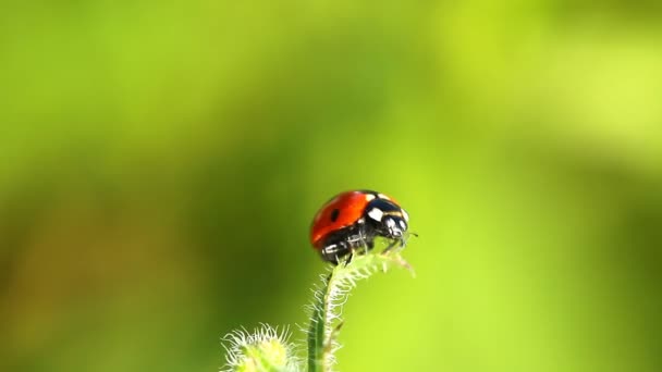 Coccinella sulla foglia — Video Stock