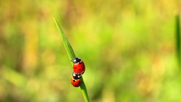 Coccinelles sur l'herbe 