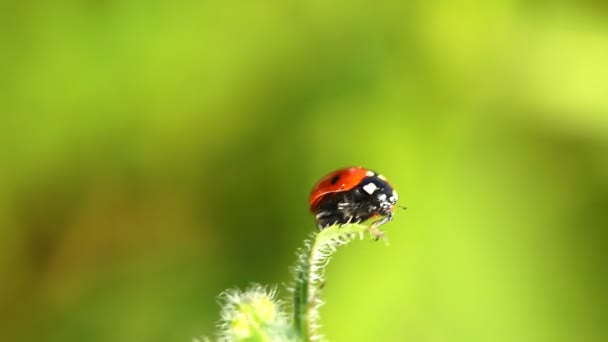 Coccinella sulla foglia — Video Stock