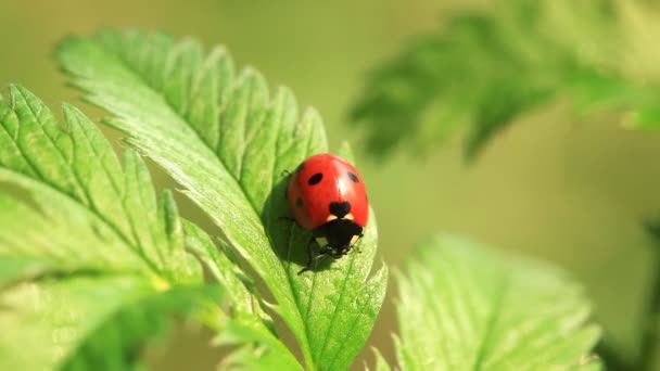 Ladybug on the leaf — Stock Video