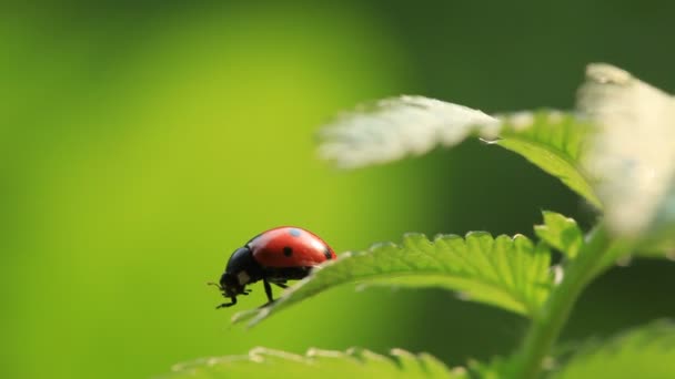 Ladybug on the leaf — Stock Video