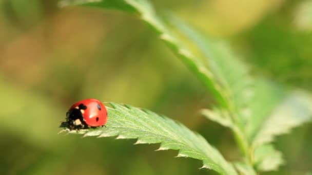 Coccinella sulla foglia — Video Stock