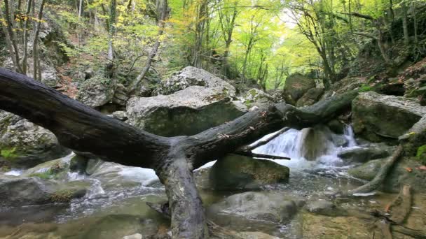 Agua limpia del bosque — Vídeo de stock