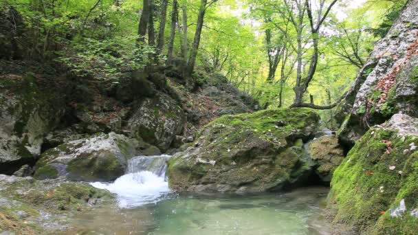 Eau propre des forêts 