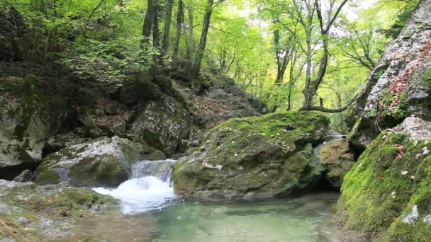 Água limpa da floresta — Vídeo de Stock