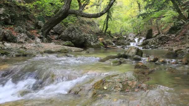 Agua limpia del bosque — Vídeo de stock