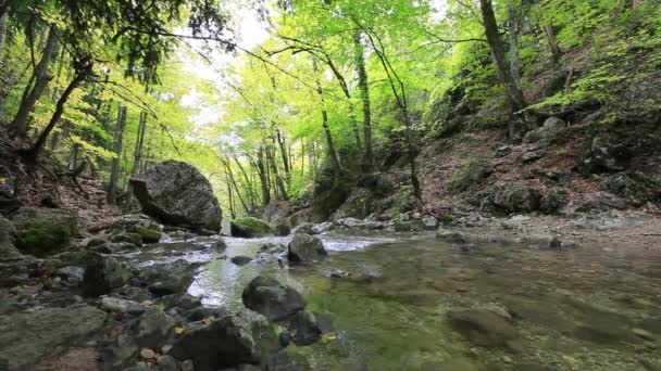 Čisté lesní vody — Stock video