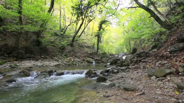 Sauberes Waldwasser — Stockvideo