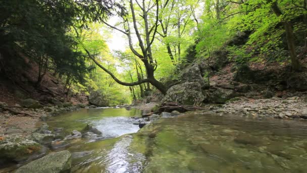 Agua limpia del bosque — Vídeo de stock