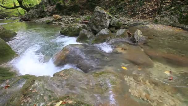 Sauberes Waldwasser — Stockvideo