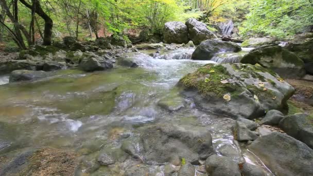 Schone bos water — Stockvideo