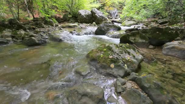 Ren skog vatten — Stockvideo