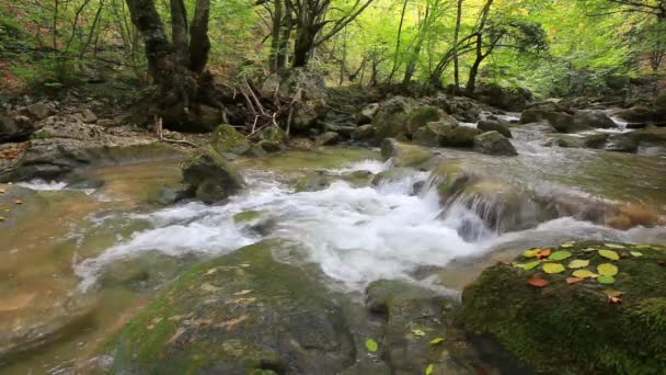 Schone bos water — Stockvideo