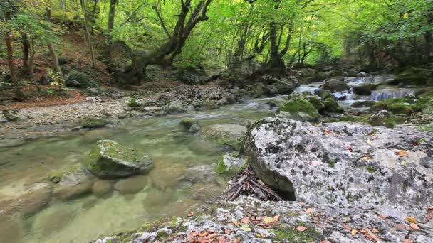 Eau propre des forêts 