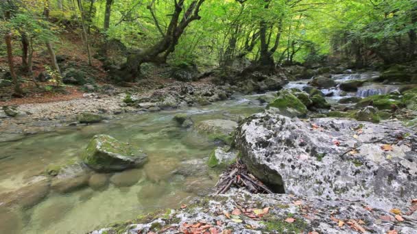 Вода чистий ліс — стокове відео