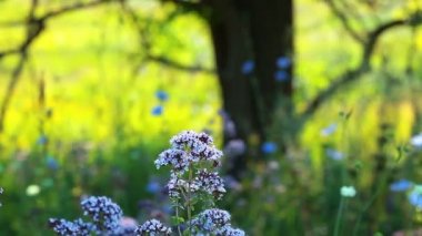 Mavi çiçek yaz alan