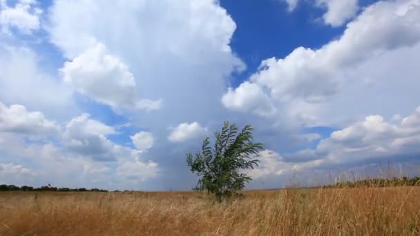 Árbol en el campo — Vídeos de Stock