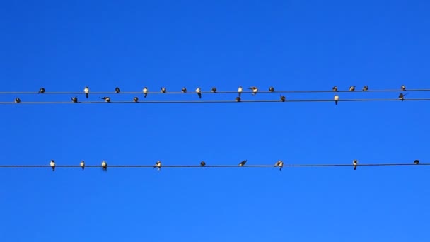 Aves en cables eléctricos — Vídeo de stock