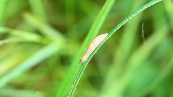 Escargot sur herbe 